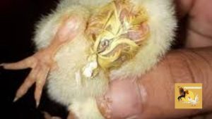 bệnh bạch lỵ ở gà