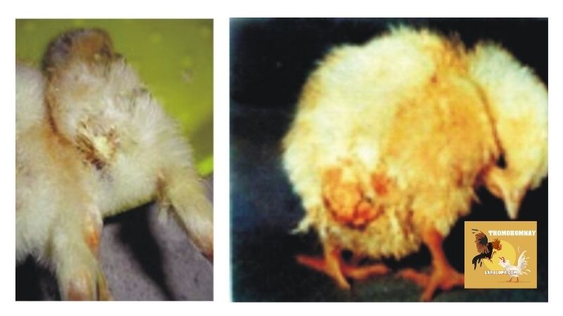 Bệnh bạch lỵ ở gà là gì và nó có nguy hiểm không?