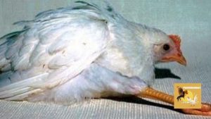 Bệnh Marek ở gà