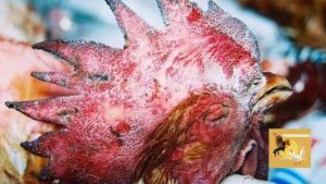 Bệnh tụ huyết trùng ở gà