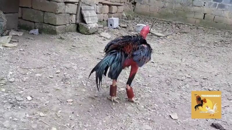 Hướng dẫn tập lực cho gà chọi từ kinh nghiệm của sư kê 6 Các bài tập lực cho gà chọi phổ biến và hiệu quả nhất