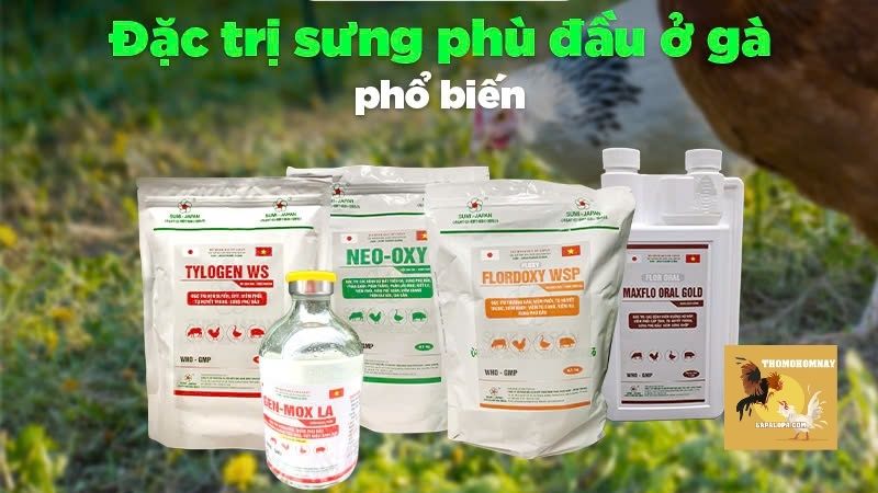 Cách chữa gà bị phù chân bằng thuốc kháng sinh hoặc thuốc tiêm