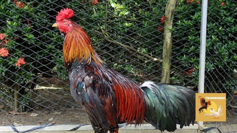 Cách chữa gà không chịu ăn do tác động từ thay đổi môi trường