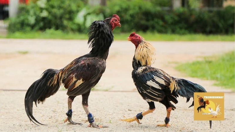 Cách lai tạo gà đá cựa cũng quan trọng không kém gì kỹ thuật chăn nuôi