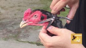 Cách tỉa lông gà chọi
