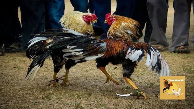 Trang Chủ 28 Đá gà cựa dao hấp dẫn, tốc độ và sát thương cực khủng