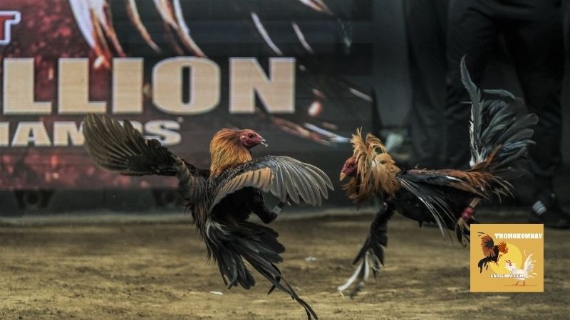 Trang Chủ 25 Hệ thống đá gà trực tiếp hỗ trợ độ phân giải cao