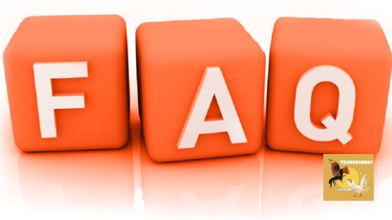 Trang Chủ 29 FAQ về website trực tiếp đá gà Thomohomnay