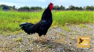 Gà ô chân trắng