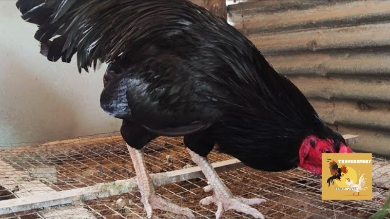 Gà ô chân trắng sở hữu bộ lông đen và đôi chân trắng ngà