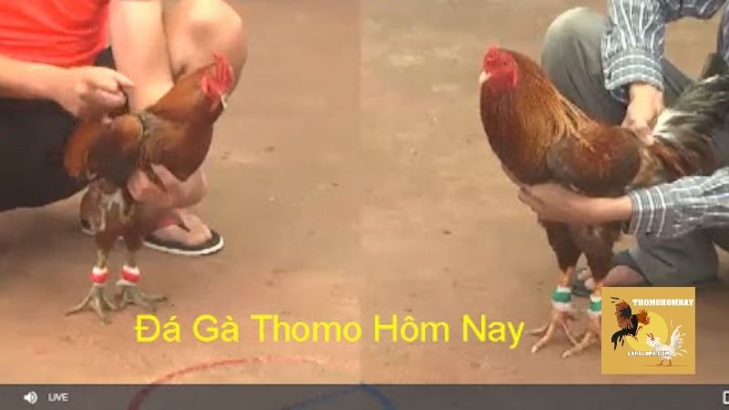 Trang Chủ 23 Hệ thống trực tiếp đá gà Thomohomnay - Chất lượng, uy tín, chuyên nghiệp