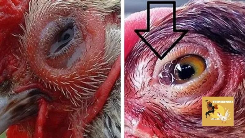 Hướng dẫn cách chữa gà bị phù đầu đơn giản