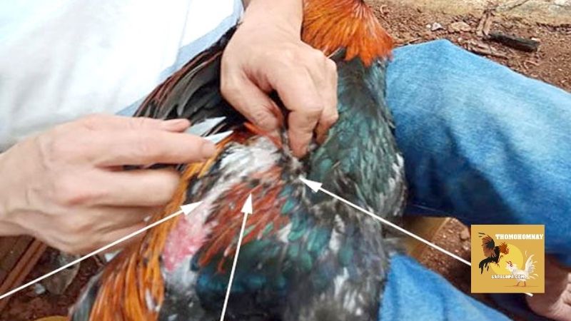 Hướng dẫn kỹ thuật đúng chuẩn trong cách tỉa lông gà chọi