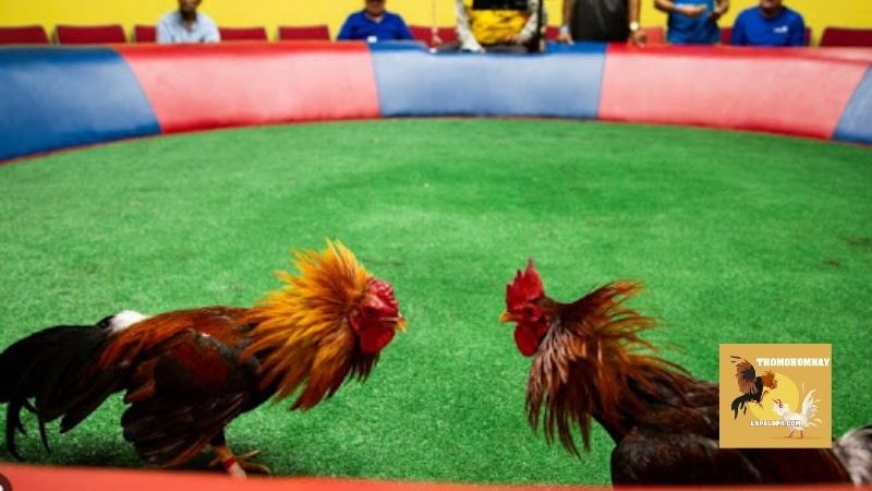 Trang Chủ 27 Hướng dẫn sử dụng website và tính năng xem đá gà trực tuyến