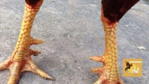Hướng dẫn xem vảy gà