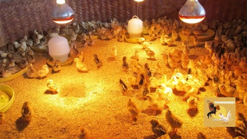 Kỹ thuật úm gà con luôn là một phần quan trọng không thể thiếu