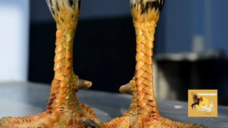 Lưu ý trong quá trình áp dụng hướng dẫn xem vảy gà