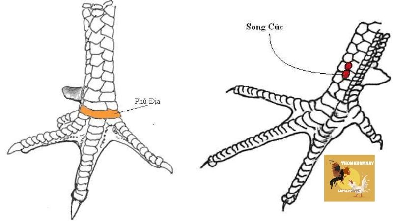 Cách xem vảy gà chọi, nhận biết chiến kê mạnh thông qua vảy 4 Xem vảy gà chọi như thế nào, vì sao nó lại quan trọng?