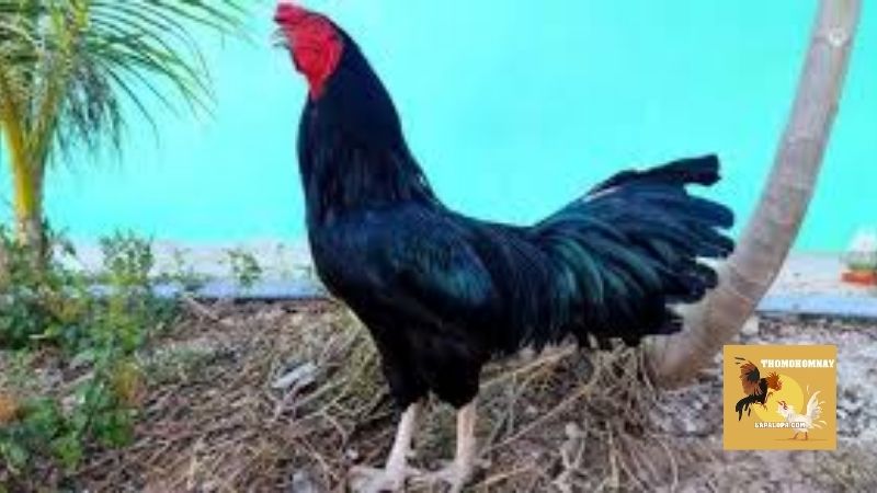 Một số lưu ý khi tuyển chọn và nuôi gà ô chân trắng