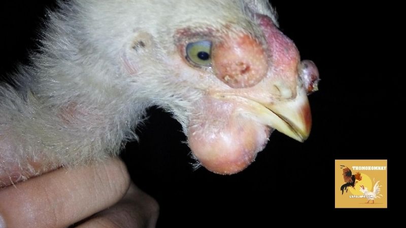 Một số nguyên nhân khiến gà bị chướng diều khô chân