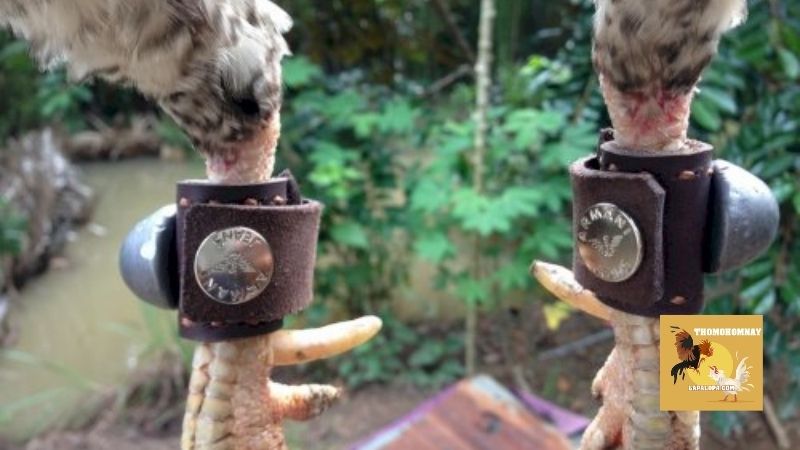 Hướng dẫn tập lực cho gà chọi từ kinh nghiệm của sư kê 5 Một số nguyên tắc cơ bản khi tập lực cho gà chọi