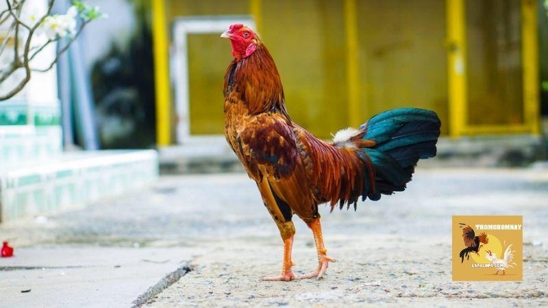 Một số tiêu chí trong cách lai tạo gà đá cựa giai đoạn chọn giống