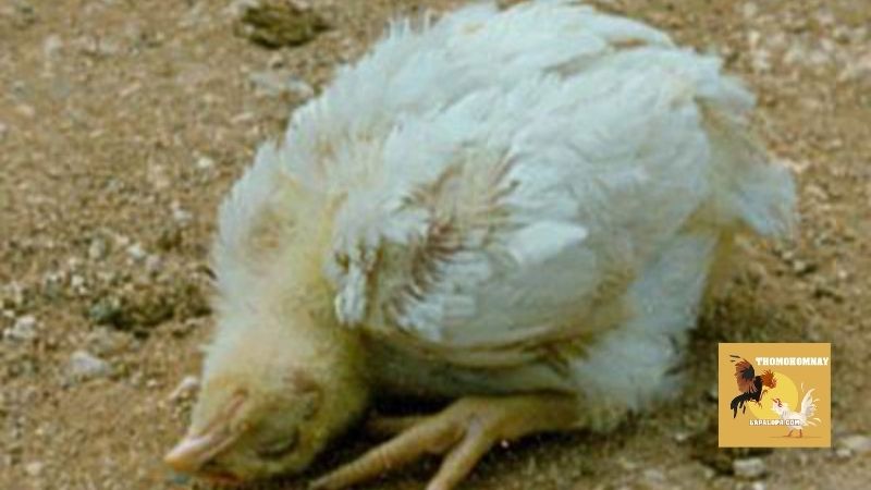 Mức độ nguy hiểm không ngờ của bệnh Newcastle trên gà