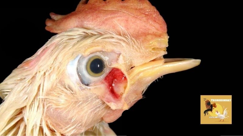 Nguyên nhân vì sao gà mắc phải bệnh Newcastle