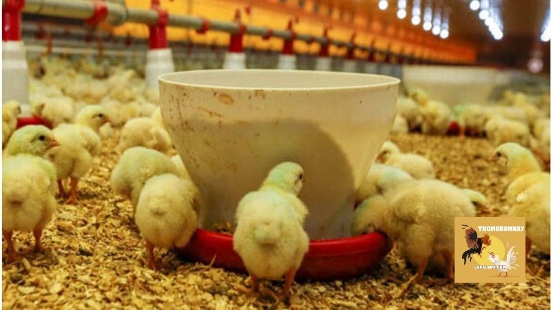 Những bước chuẩn bị quan trọng trước khi bước vào kỹ thuật úm gà con