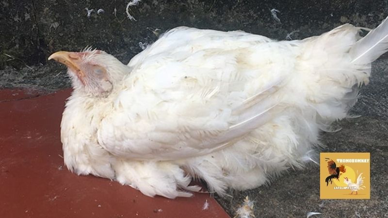 Những dấu hiệu ban đầu của bệnh Newcastle ở gà