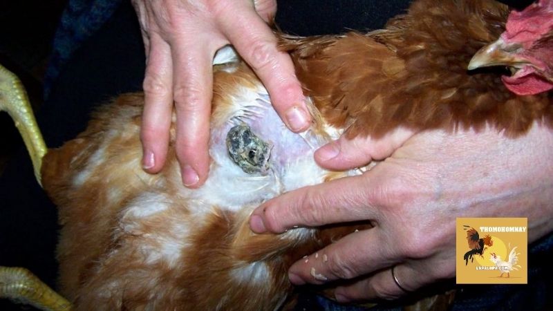 Những dấu hiệu cơ bản của bệnh Marek ở gà dễ nhận biết