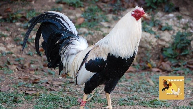 Những nguyên tắc quan trọng trong cách lai tạo gà đá cựa