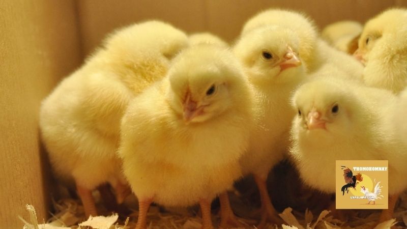 Phương pháp chăm sóc đúng cách trong kỹ thuật úm gà con