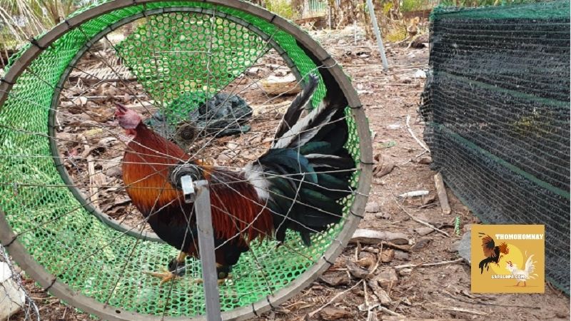 Hướng dẫn tập lực cho gà chọi từ kinh nghiệm của sư kê 4 Tập lực cho gà chọi là gì và không tập thì có bị làm sao không?