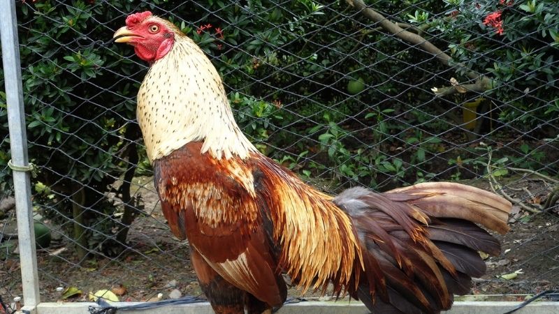 Thuốc nuôi gà đá vì sao được sư kê sử dụng nhiều?