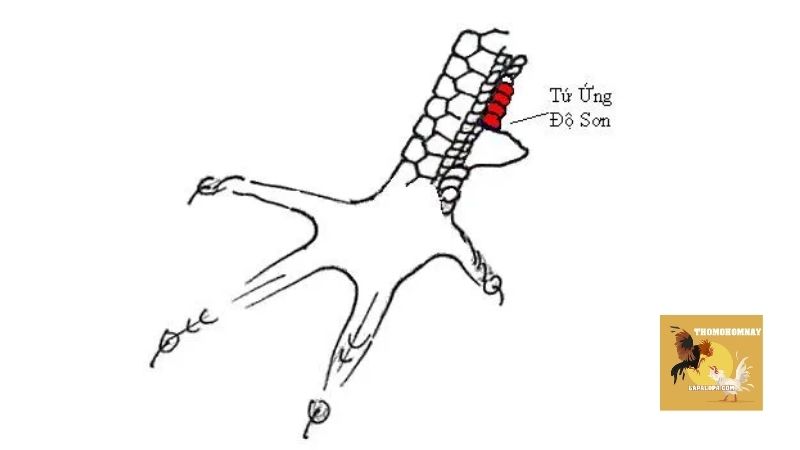 Vảy gà chọi độc - Vảy giáp vy đao cực khủng