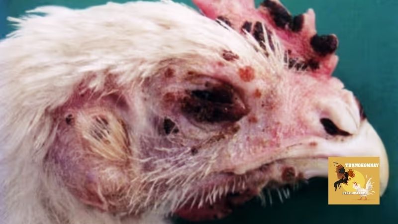 Vì sao bệnh đậu gà lại gây nguy hiểm nếu không quan sát kỹ?