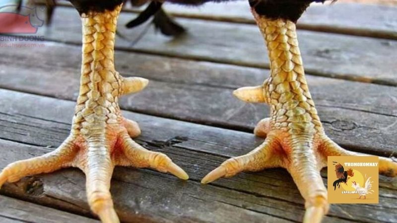 Vì sao cần sử dụng những hướng dẫn xem vảy gà?