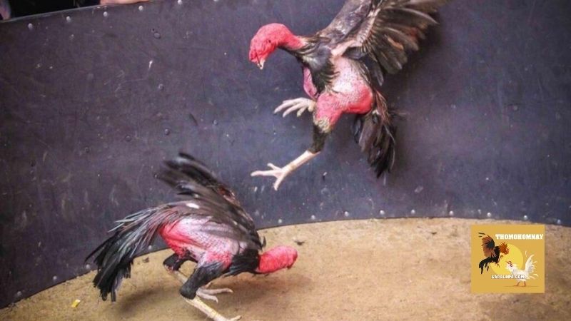 Trang Chủ 24 Website trực tiếp đá gà với bình luận tiếng Việt chuẩn nhất