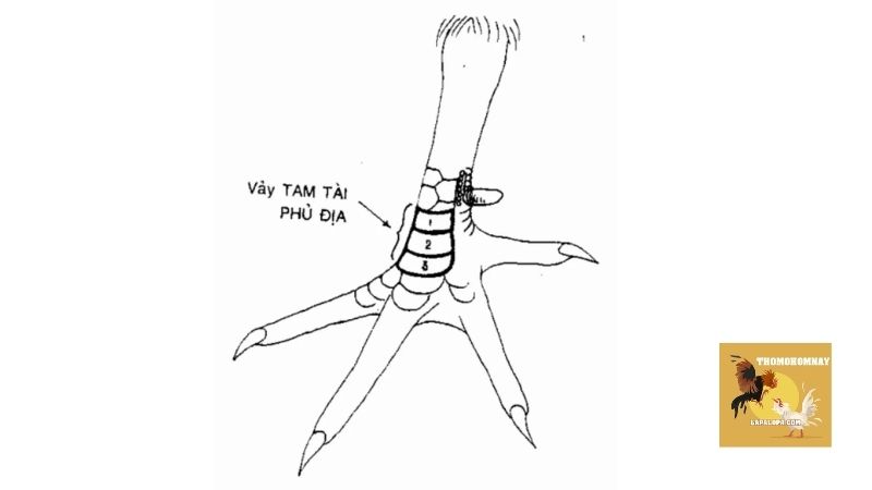 Cách xem vảy gà chọi, nhận biết chiến kê mạnh thông qua vảy 6 Một số loại phổ biến khi tiến hành xem vảy gà chọi