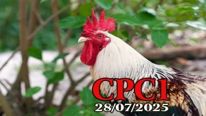 Clip Phát Lại Đá Gà C1 Ngày 28/07/2025