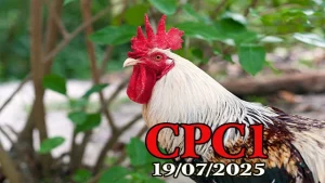 Full Clip Đá Gà Trực Tiếp Thomo Hôm Nay C1 Ngày 19/07/2025