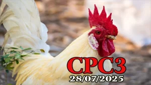 Xem phát lại đá gà C3 Thomo hôm nay ngày 28-07-2025 với video chất lượng cao, trận đấu mãn nhãn, kết quả rõ ràng và chiến kê ra đòn cực kỳ ấn tượng!