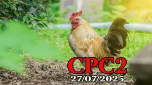 Video Clip Gà Đá Trực Tiếp Thomo C2 Hôm Nay 27/07/2025