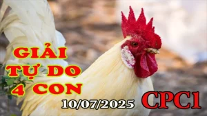 Đá Gà Giải 4 Con Tự Do Bồ CPC1 Ngày 10/07/2025
