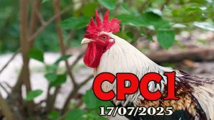 Full clip đá gà trực tiếp hôm nay C1 ngày 17/07/2025