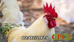 Full Video Clip Đá Gà Thomo Hôm Nay C2 Ngày 02/07/2025