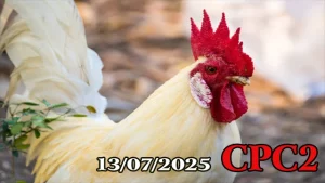 Full Clip Đá Gà Trực Tiếp C2 Ngày 13/07/2025