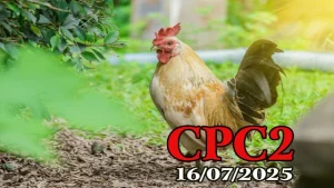 Xem Lại Đá Gà Trực Tiếp Hôm Nay C2 Ngày 16/07/2025
