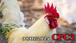 Video Clip Đá Gà Thomo C3 Hôm Nay 08/07/2025